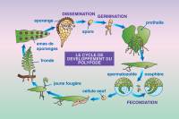 Polypode (Polypodium vulgare) - Cycle vital